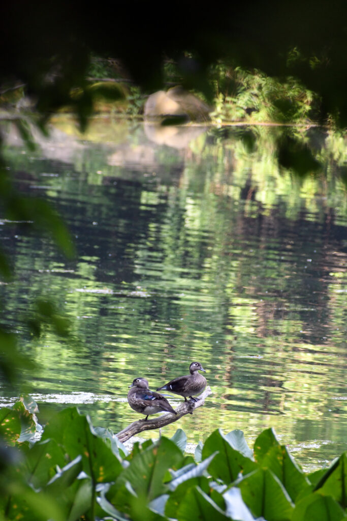 Wood ducks, Prospect Park