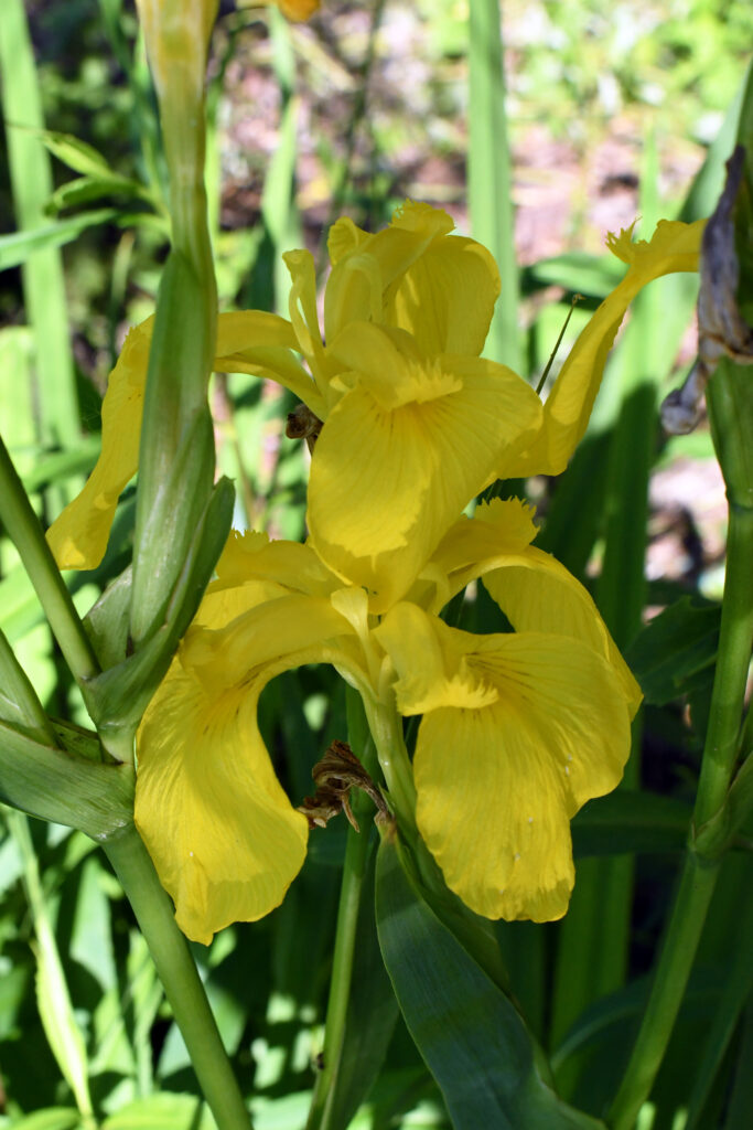 Yellow iris, Prospect Park