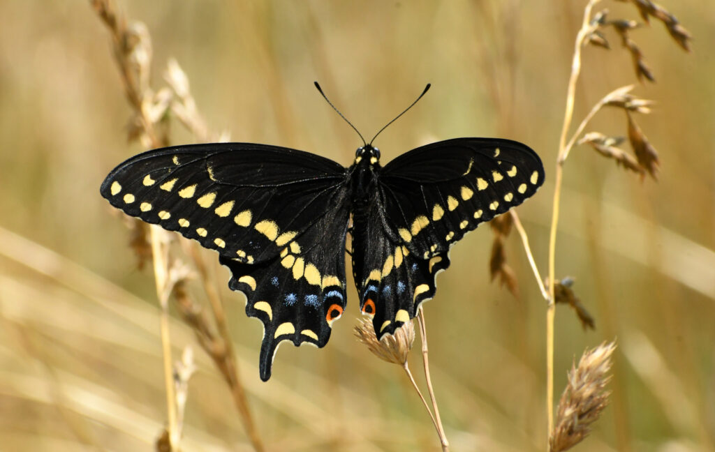 Black swallowtail butterfly, Rockefeller State Park Preserve