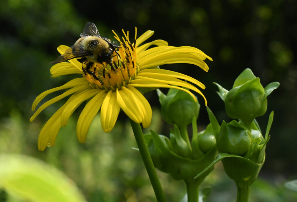 Bumblebee on sunflower, Prospect Park