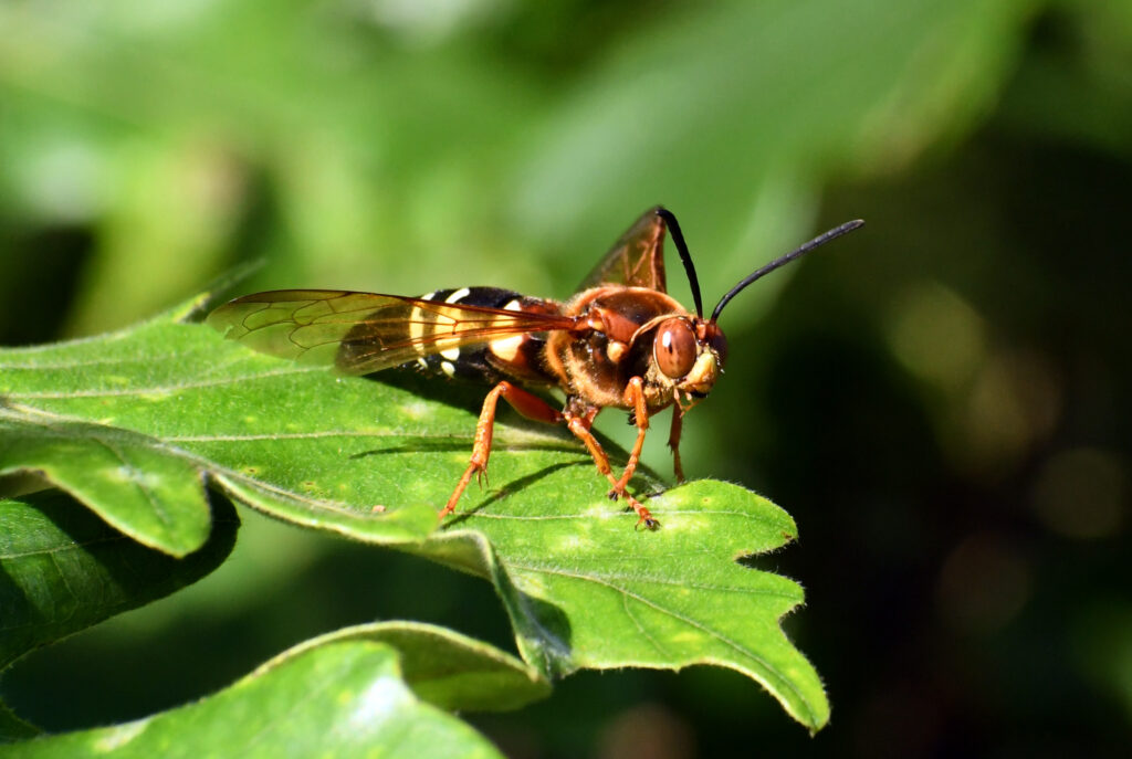Eastern cicada killer wasp, Prospect Park