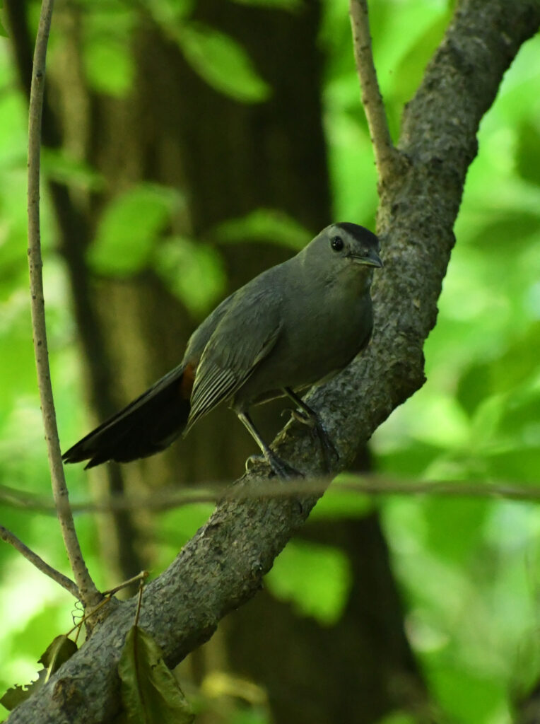 Gray catbird, Prospect Park