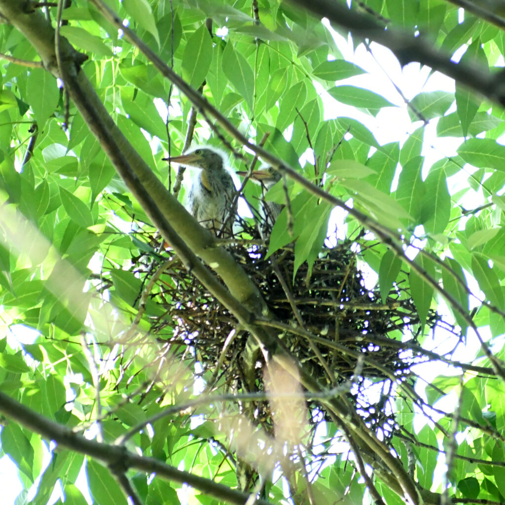 Green heron chicks in nest, Prospect Park