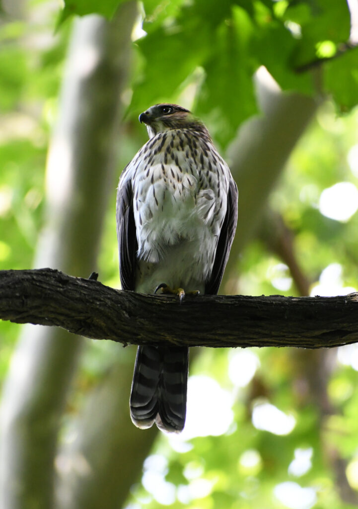 Juvenile Cooper's hawk, Prospect Park