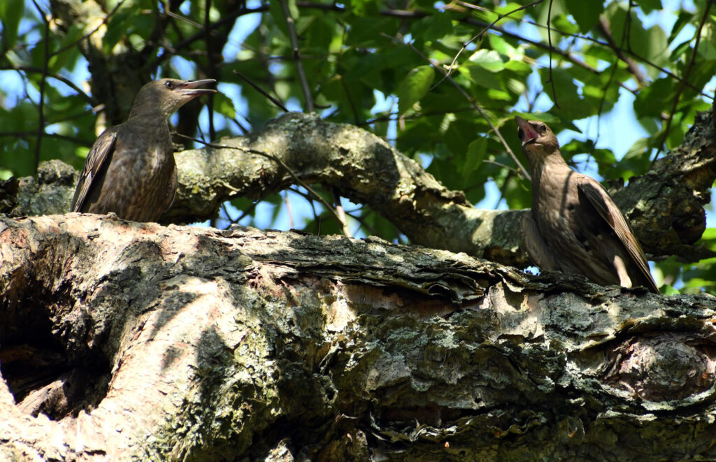 Juvenile starlings, bickering, Prospect Park