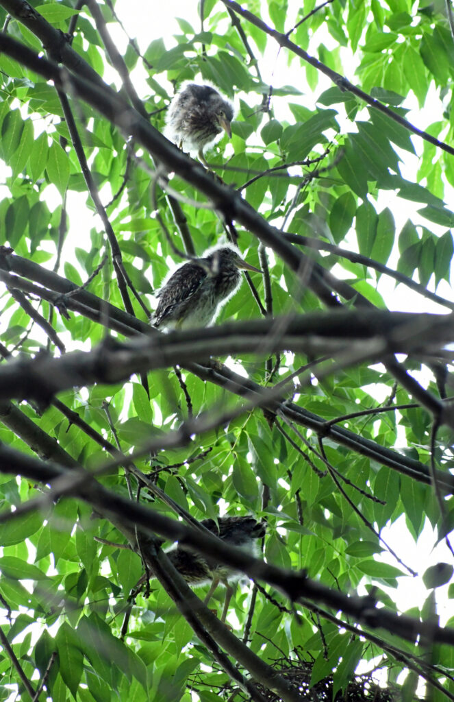 Green heron fledglings, Prospect Park