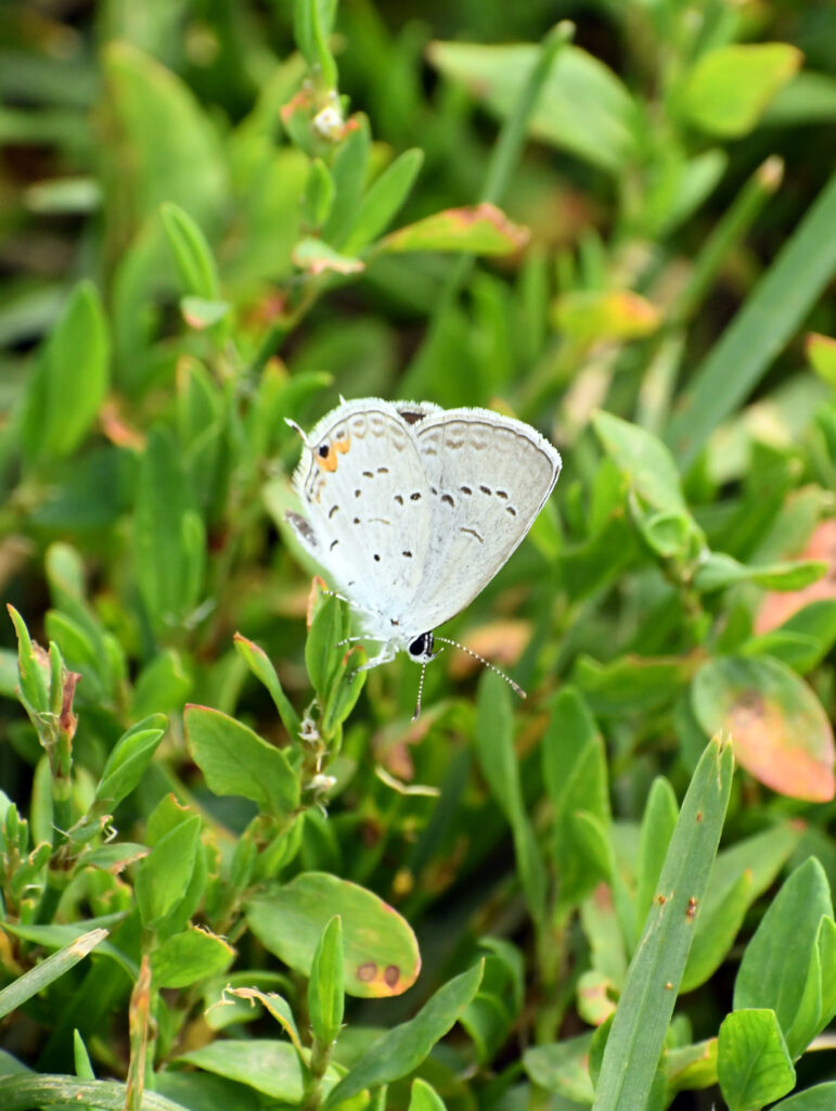 Eastern tailed blue butterfly, Prospect Park