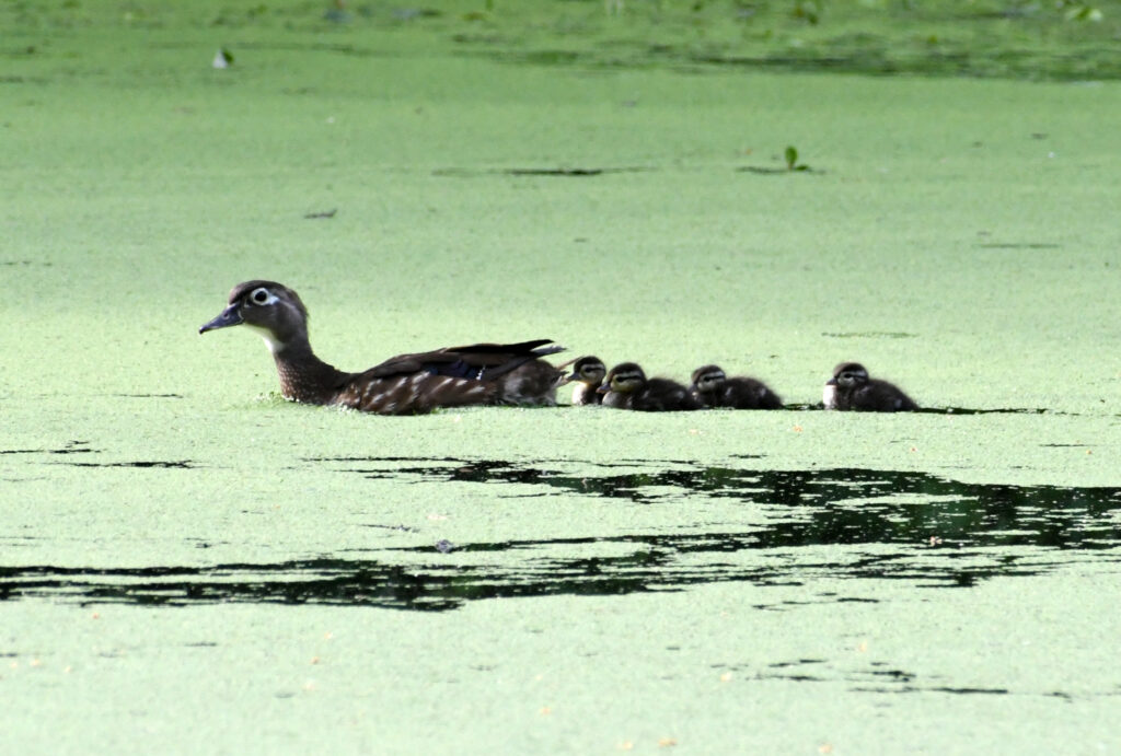 Wood duck, mother and four chicks, Prospect Park