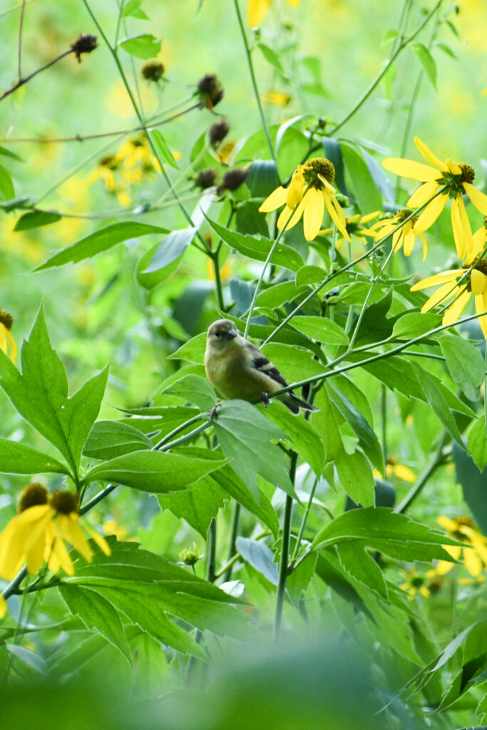 American goldfinch (immature), Prospect Park