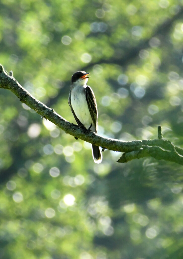 Eastern kingbird, singing, Prospect Park