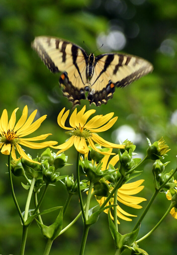 Eastern tiger swallowtail, Prospect Park