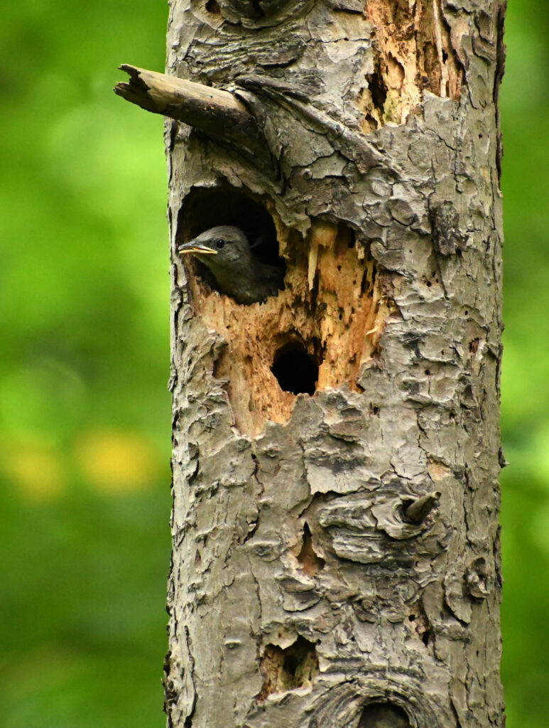 House wren nestling, Prospect Park