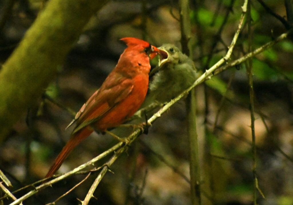 Adult male cardinal feeding fledgling, Prospect Park