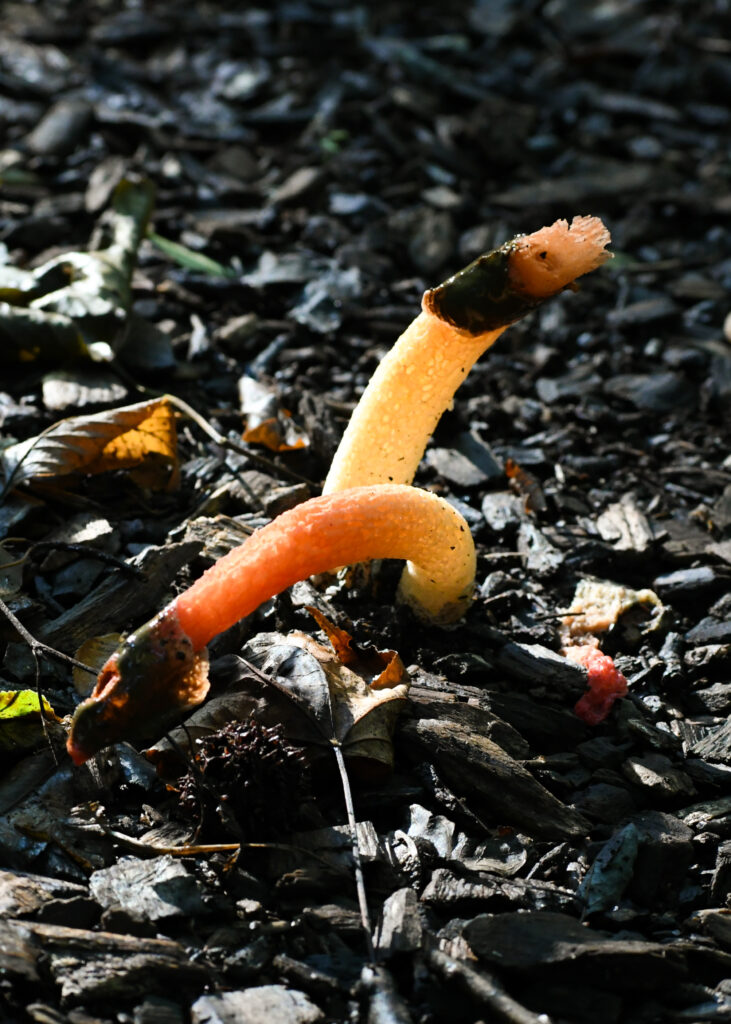Stinkhorn mushrooms, Prospect Park