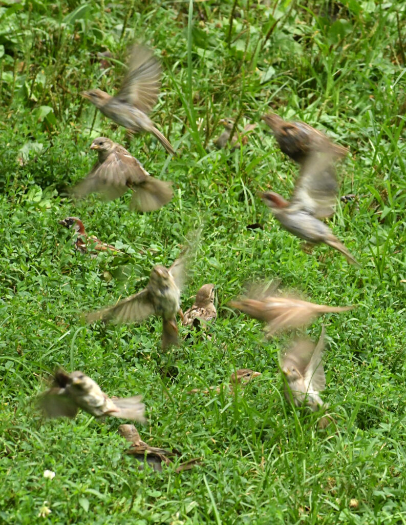 House sparrows, Prospect Park