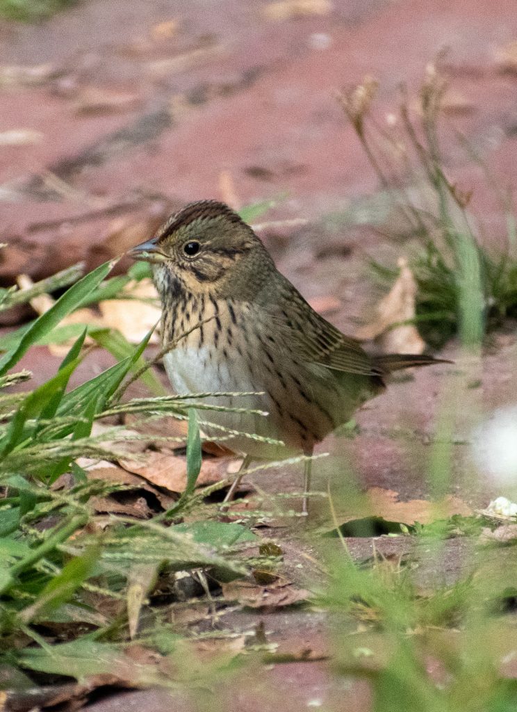 Lincoln's sparrow, Prospect Park