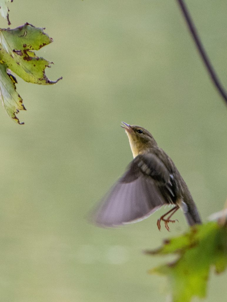 Blackpoll warbler (drab), Prospect Park