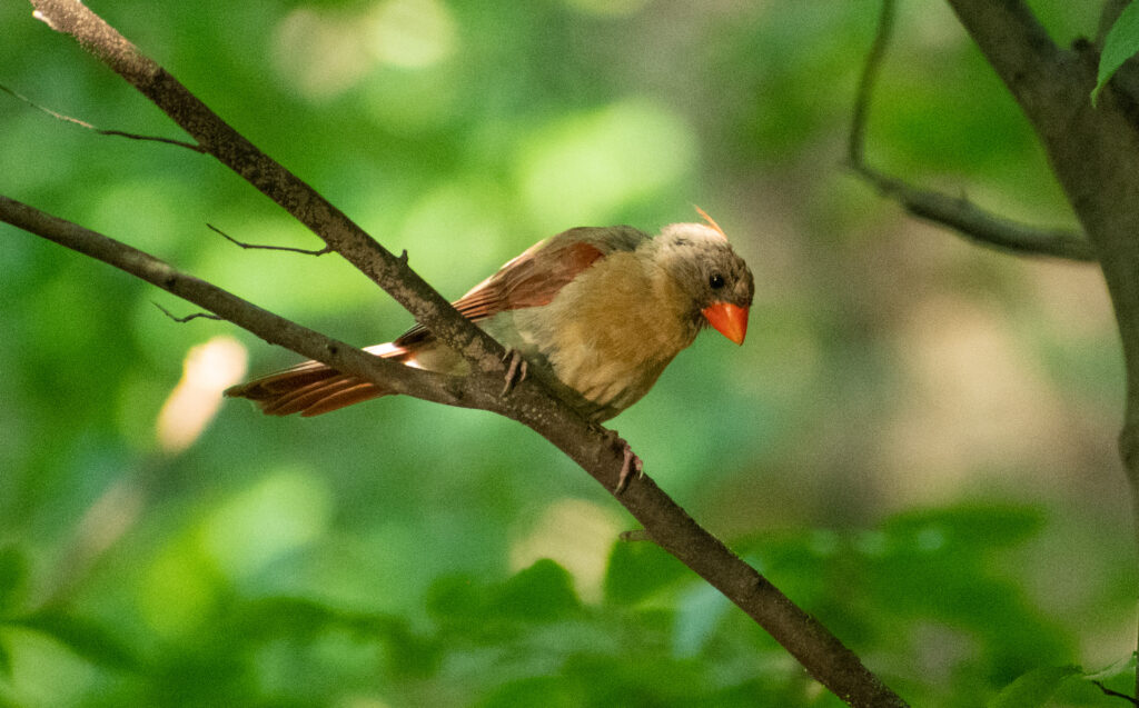 Cardinal (female), Prospect Park
