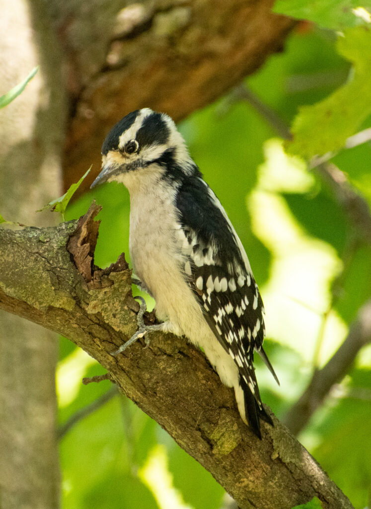 Downy woodpecker, Prospect Park