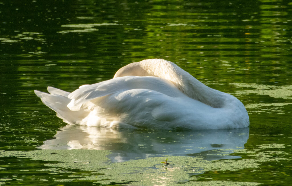 Swan, Prospect Park