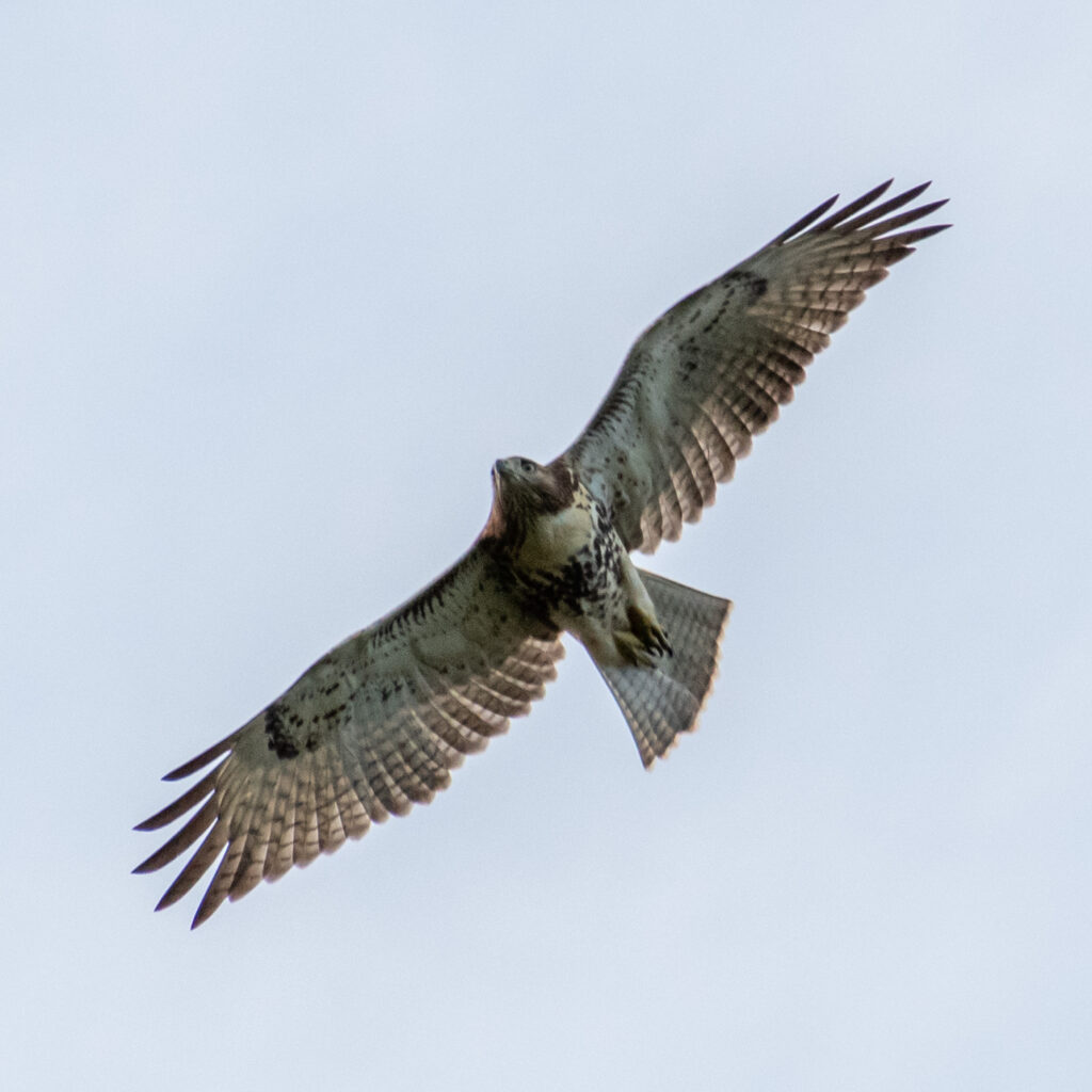 Red-tailed hawk (juvenile), Prospect Park
