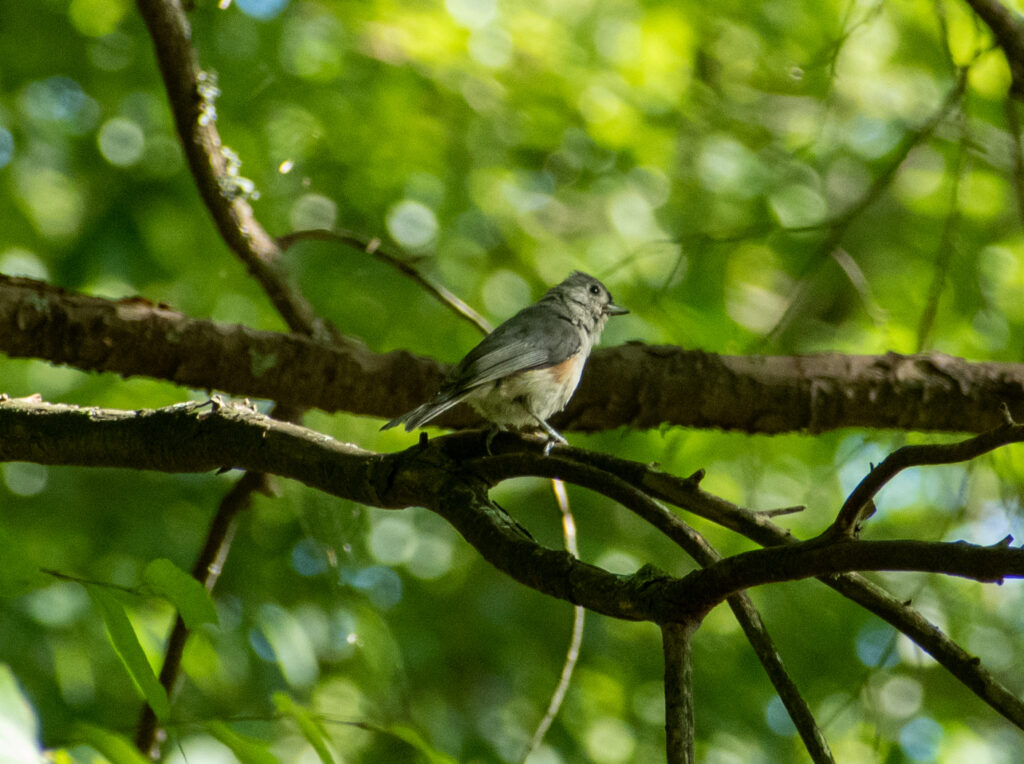 Tufted titmouse, Teatown Lake Reservation