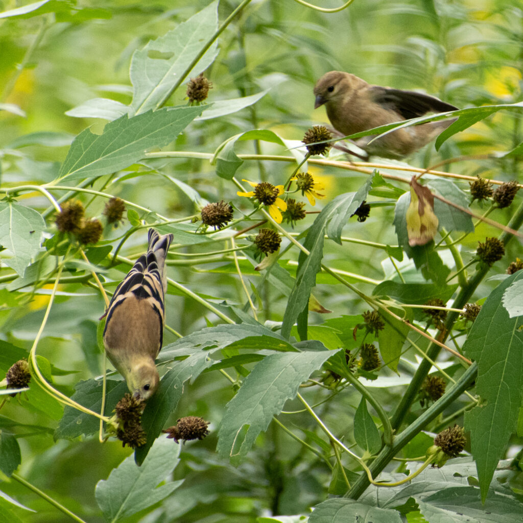 American goldfinches, Prospect Park