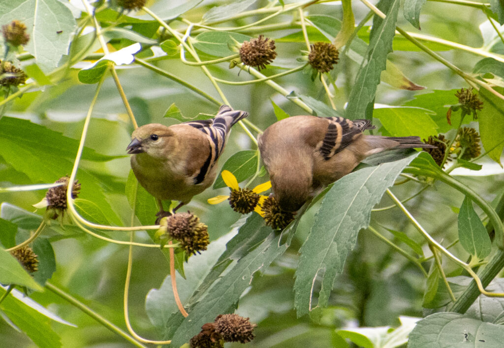 American goldfinches, Prospect Park