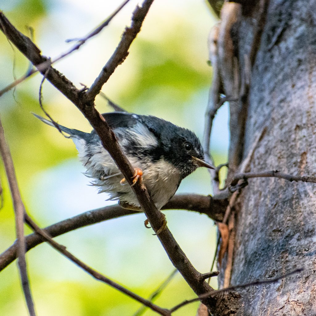 Black-throated blue warbler (male), Prospect Park