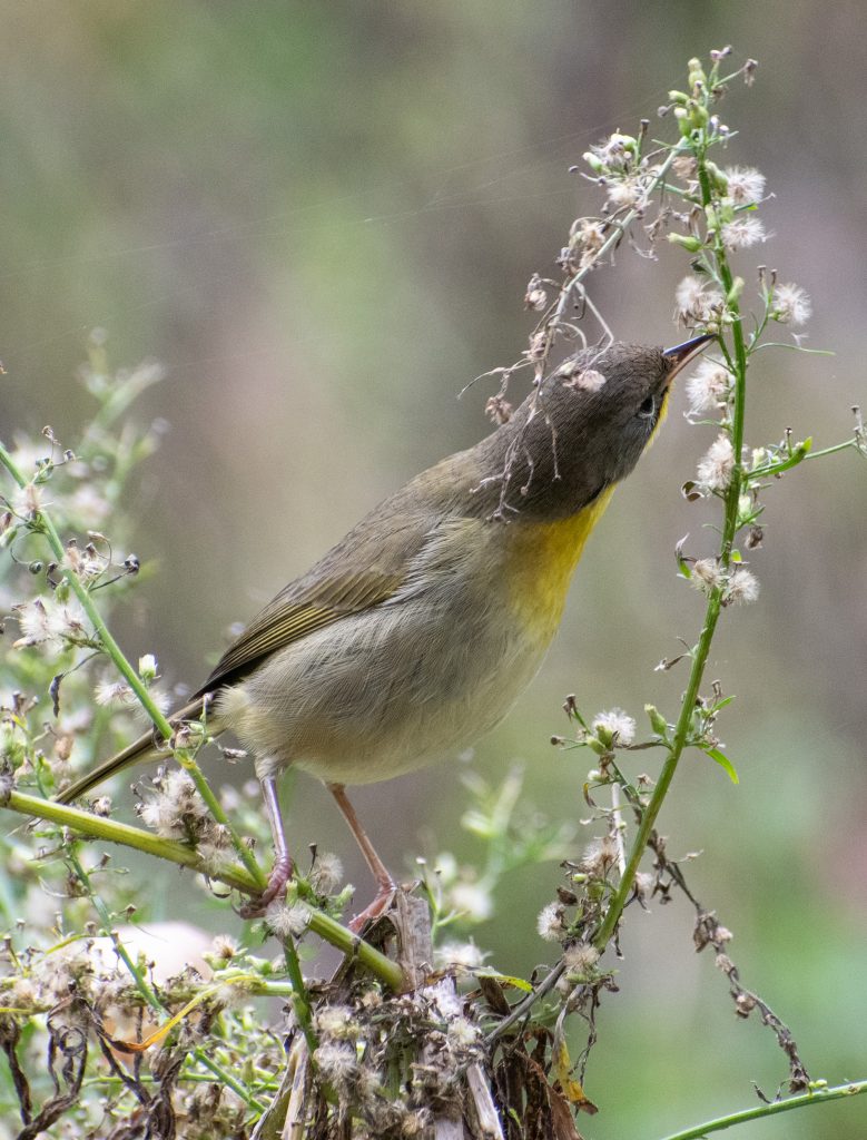 Common yellowthroat (female), Prospect Park