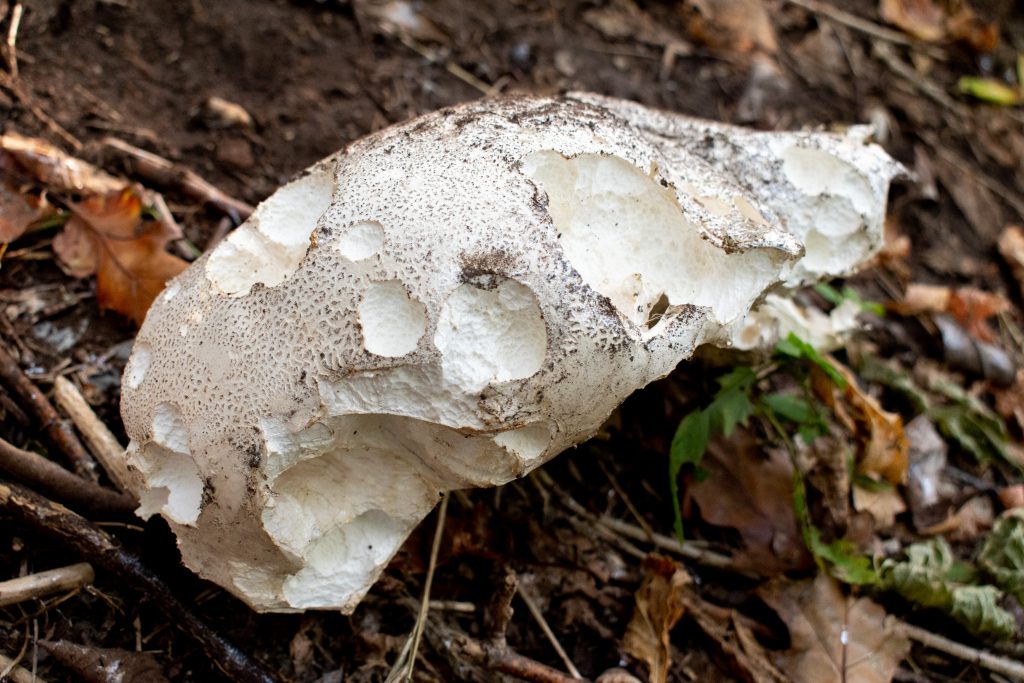 Giant puffball mushroom, Propect Park