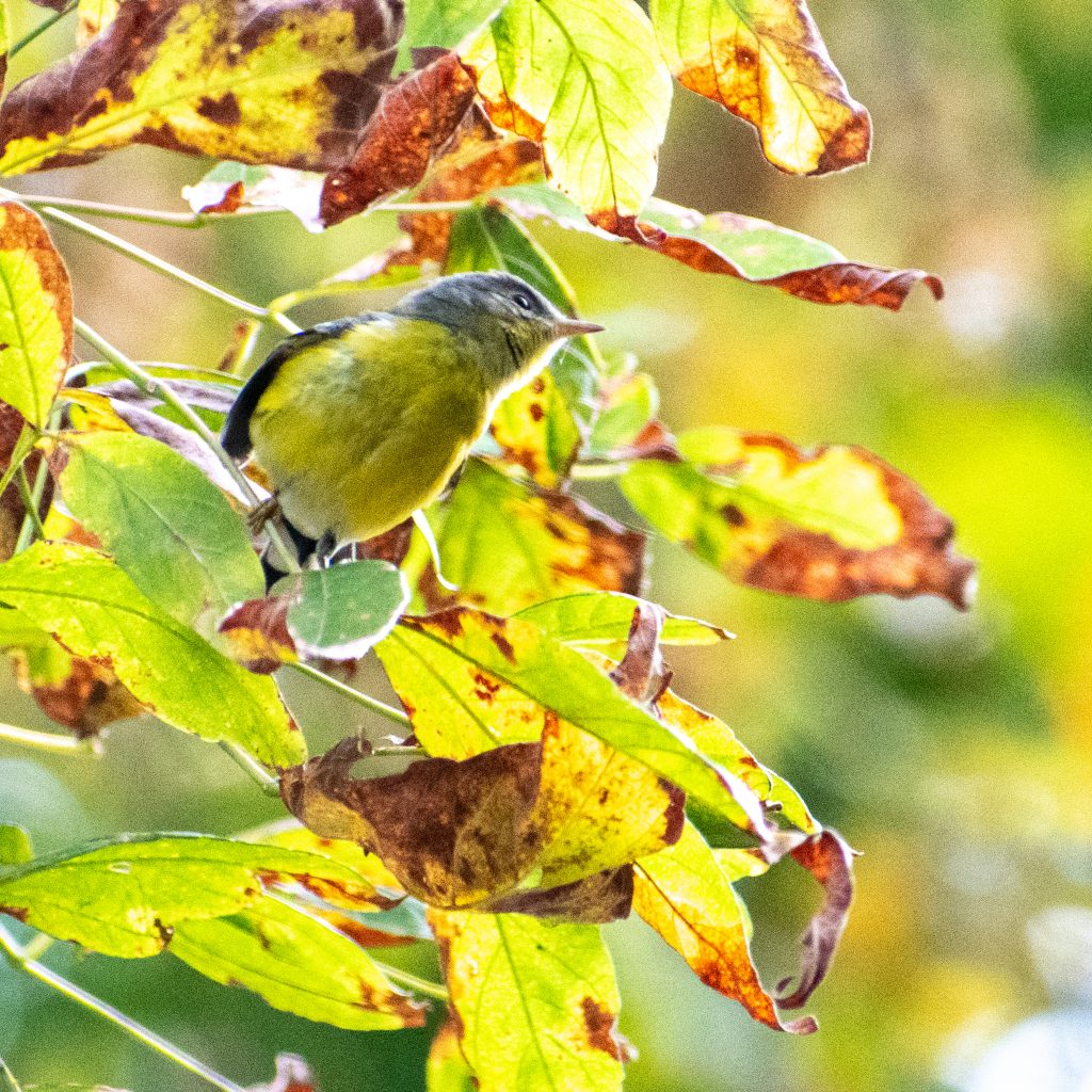 Magnolia warbler, Prospect Park