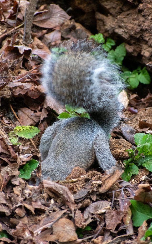 Squirrel, Prospect Park