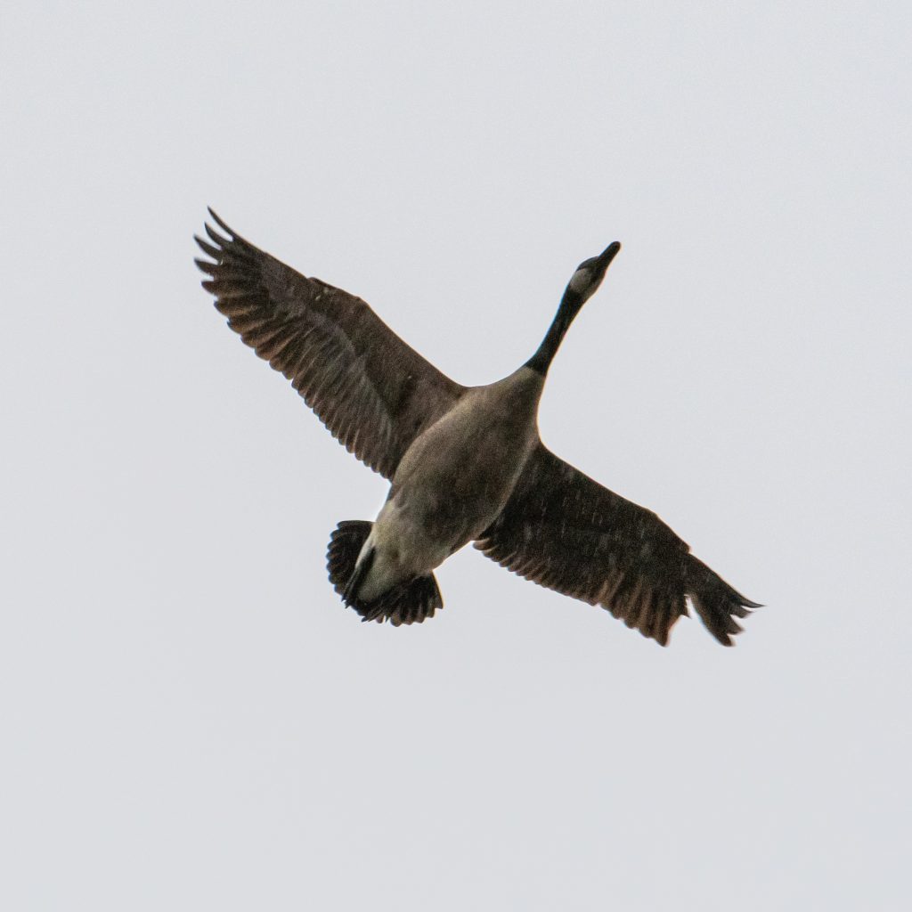 Canada goose, Prospect Park