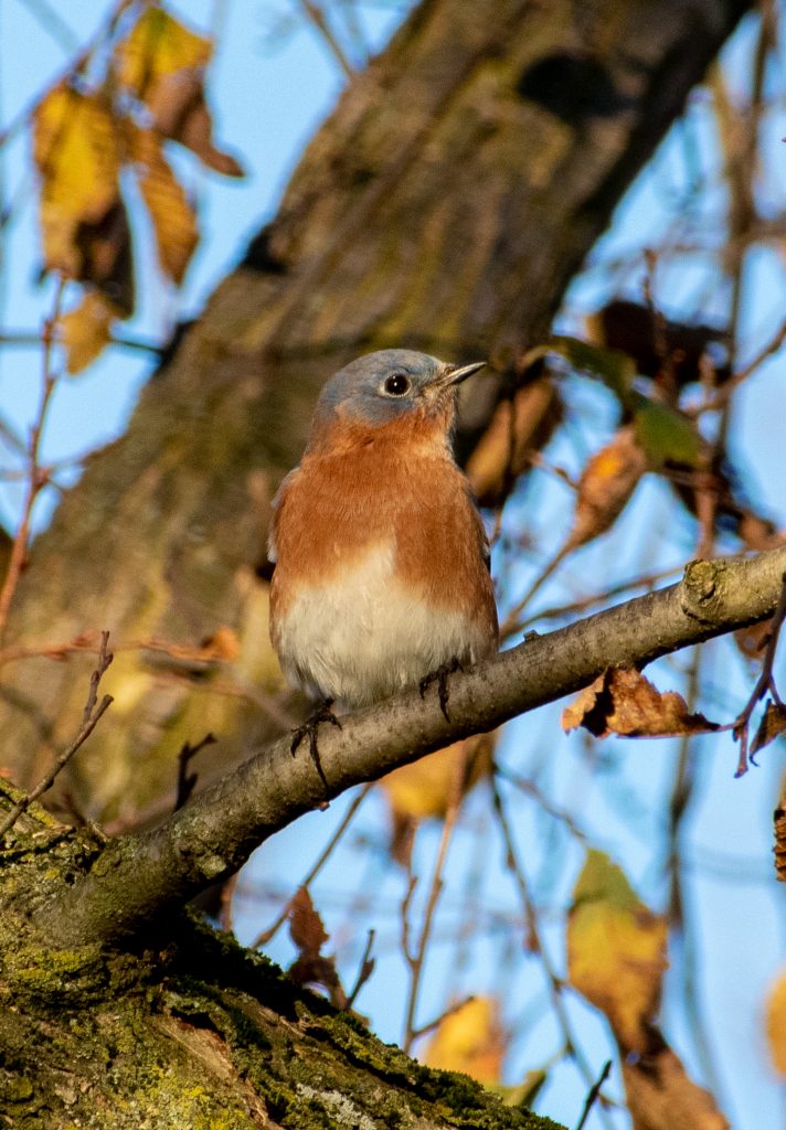 Eastern bluebird, Prospect Park