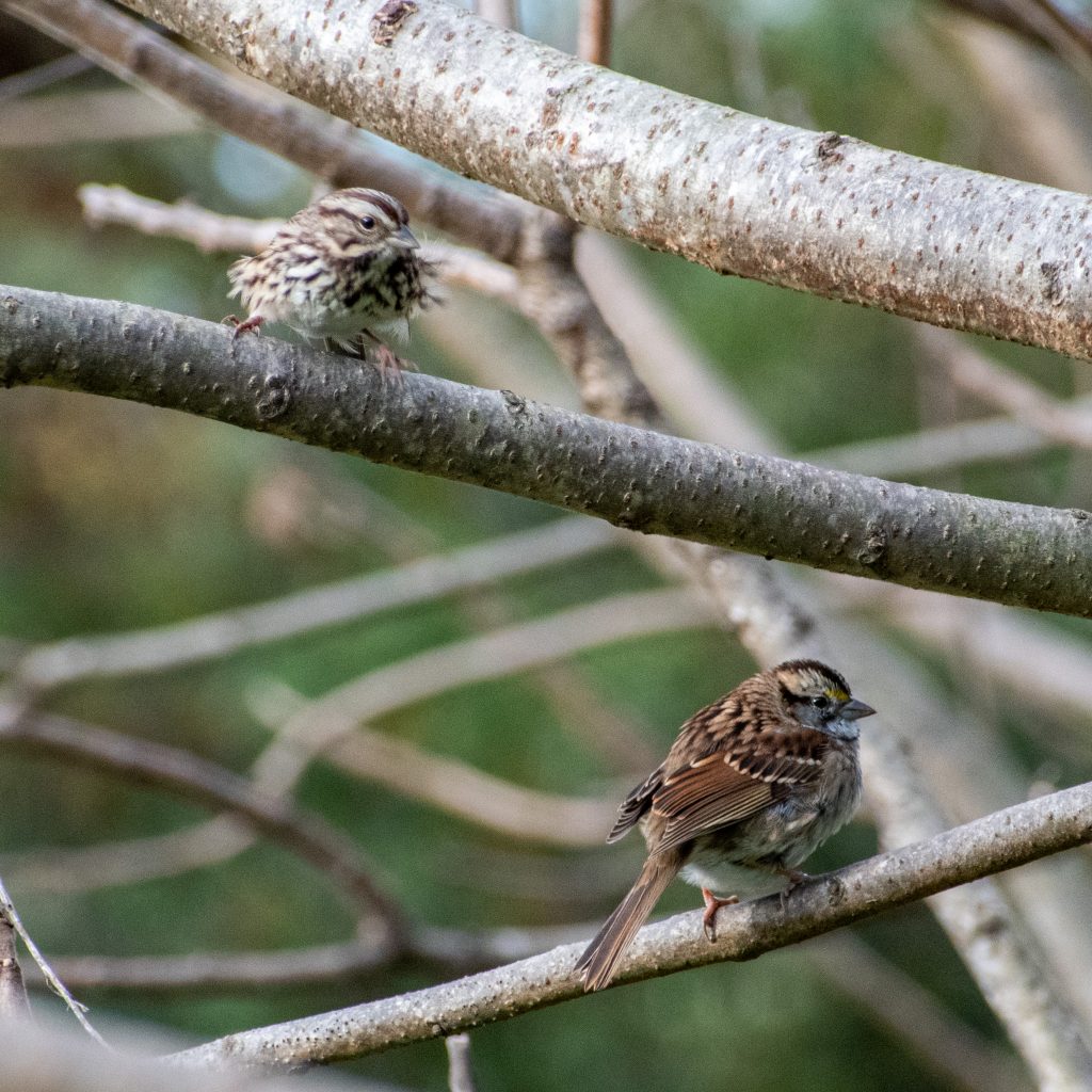 Song sparrows, Prospect Park