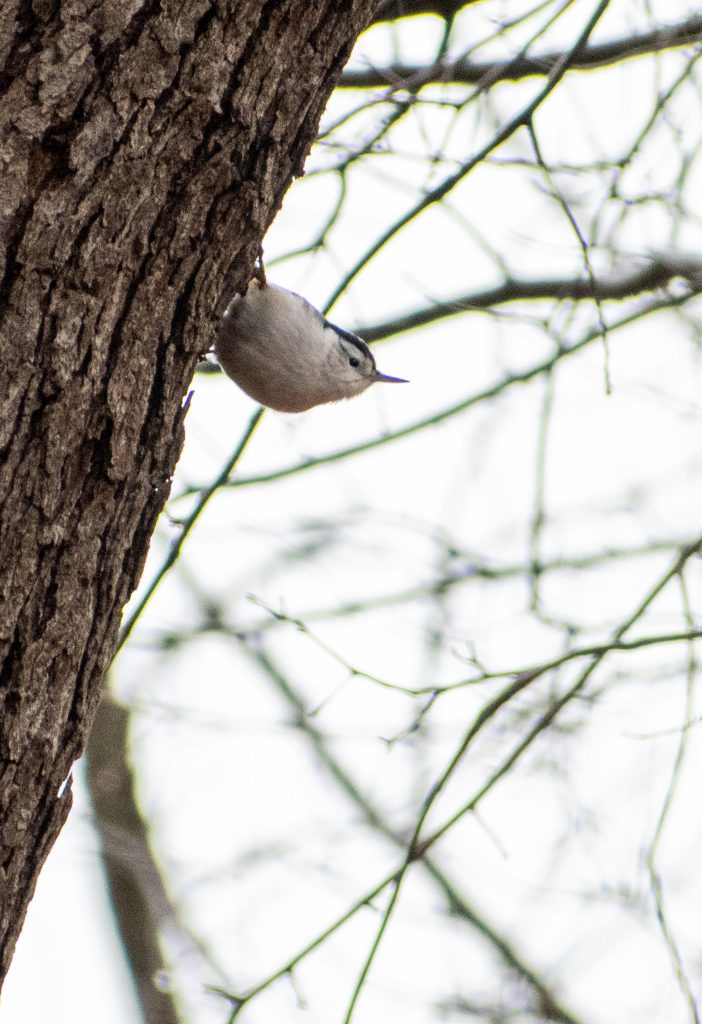 White-breasted nuthatch, Lullwater, Prospect Park