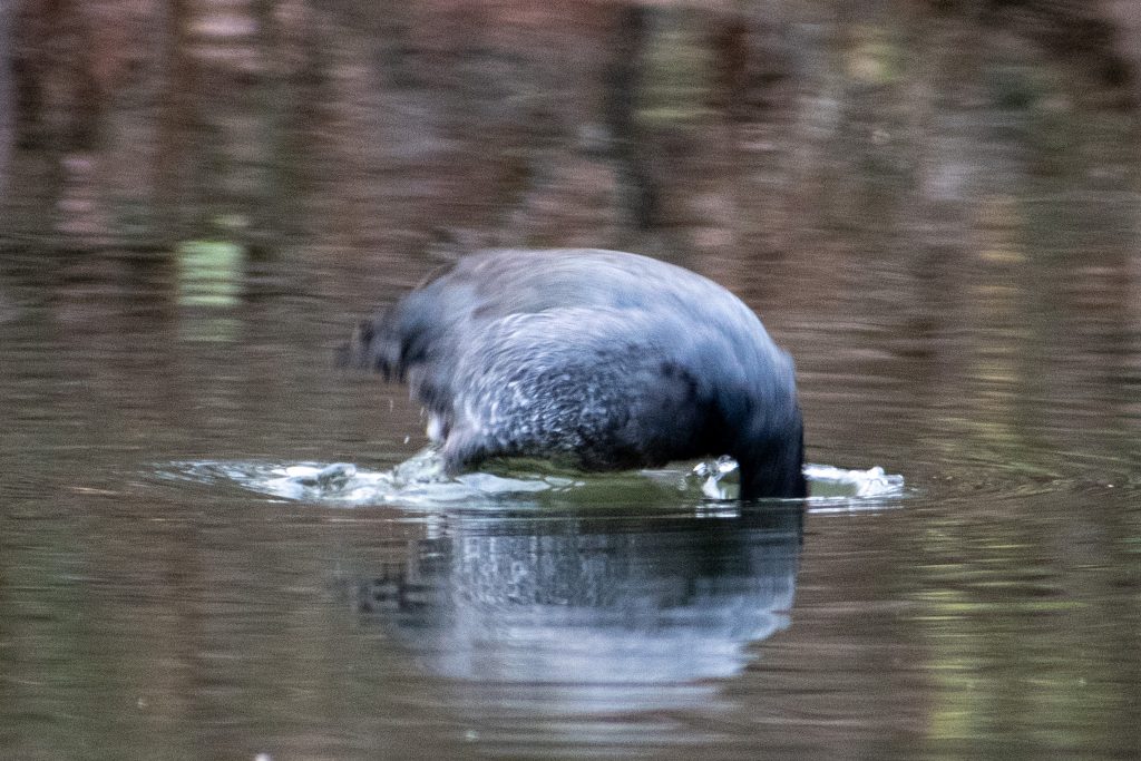 American coot, diving, Prospect Park