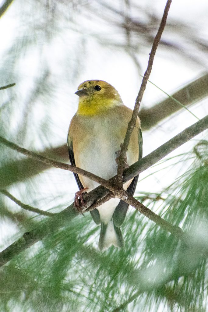 American goldfinch (male, nonbreeding), Prospect Park