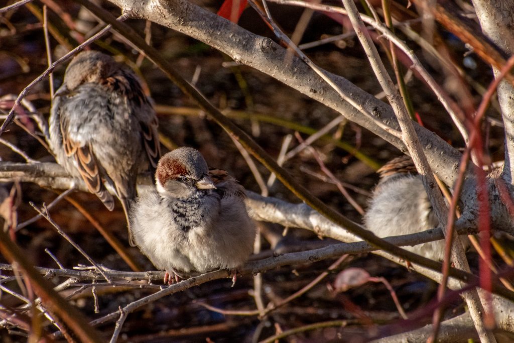 House sparrows, Prospect Park