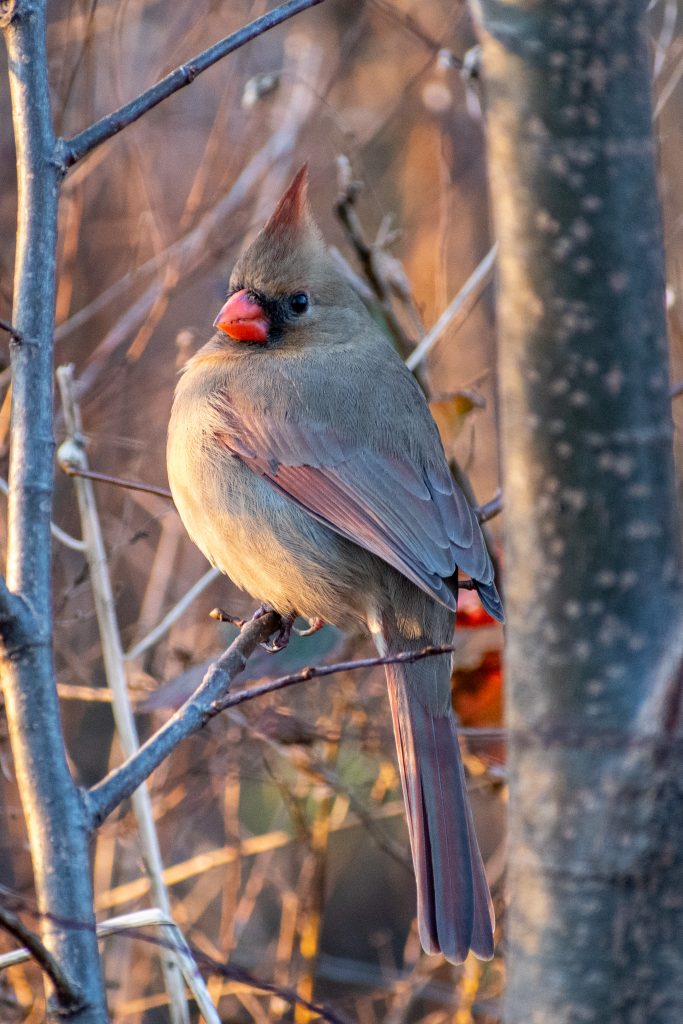 Northern cardinal (female), Prospect Park
