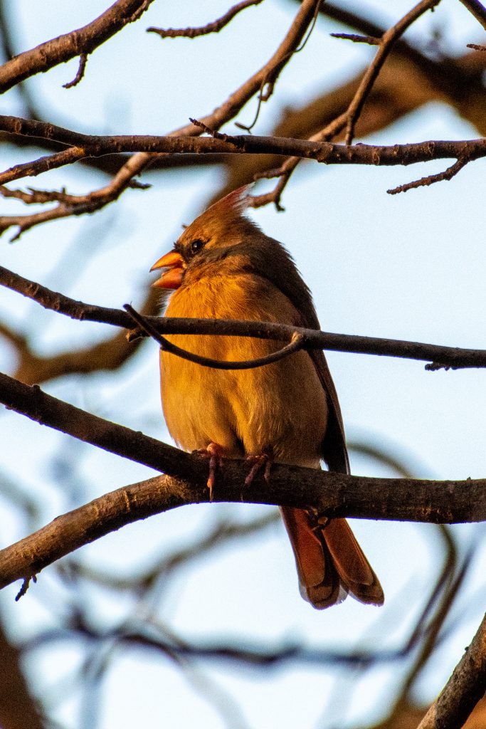 Northern cardinal (female), Prospect Park