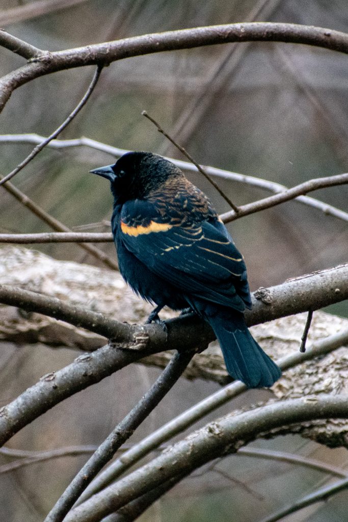 Red-winged blackbird, Prospect Park