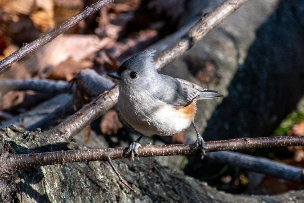 Tufted titmouse, Greenwood Cemetery