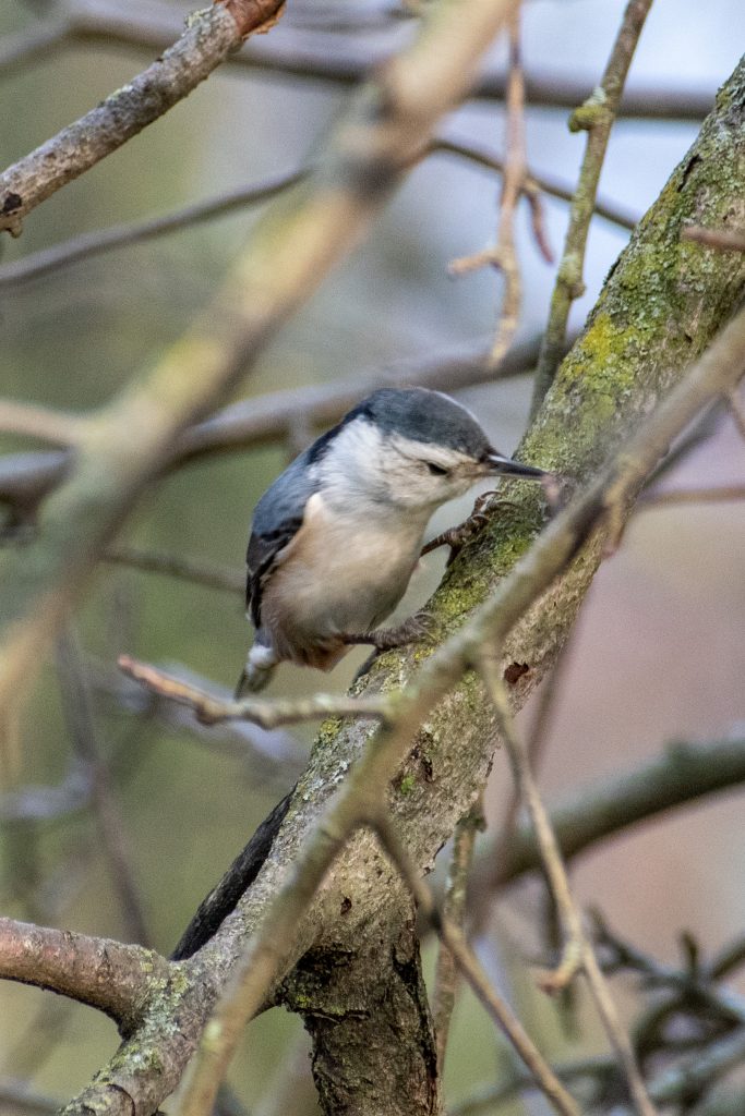 White-breasted nuthatch, Green-Wood Cemetery
