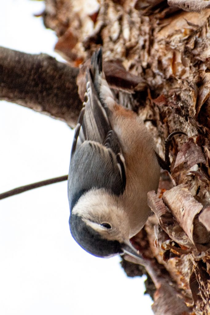 White-breasted nuthatch, Prospect Park