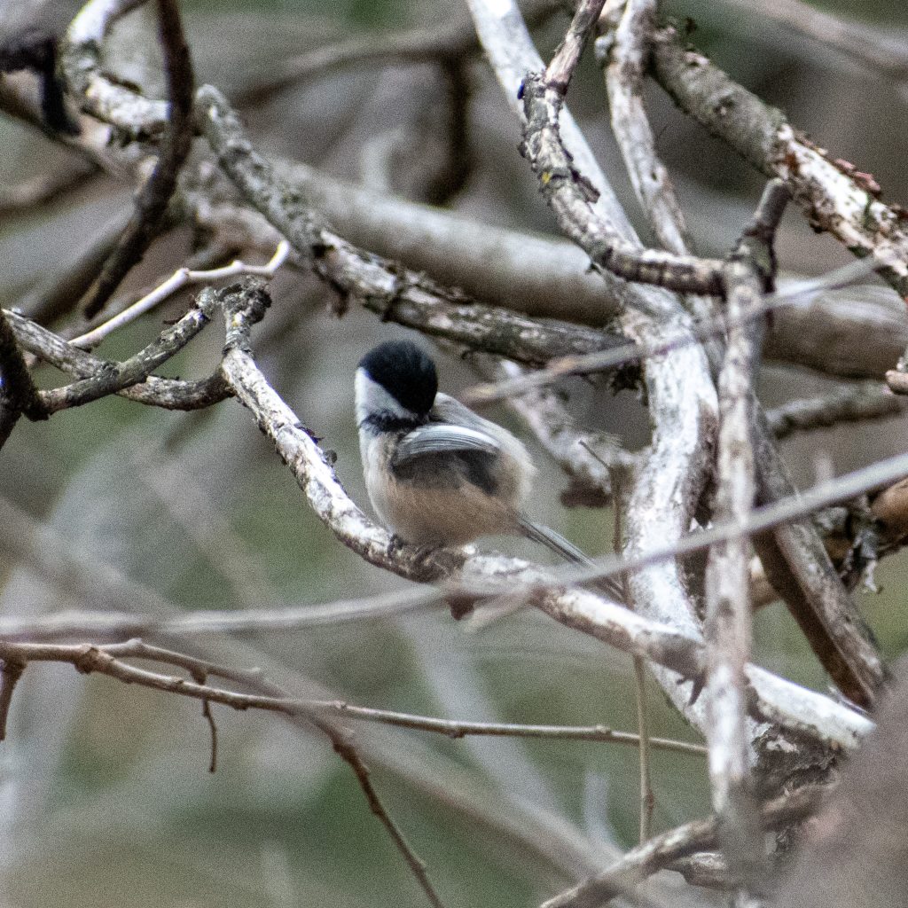 Black-capped chickadee, Prospect Park