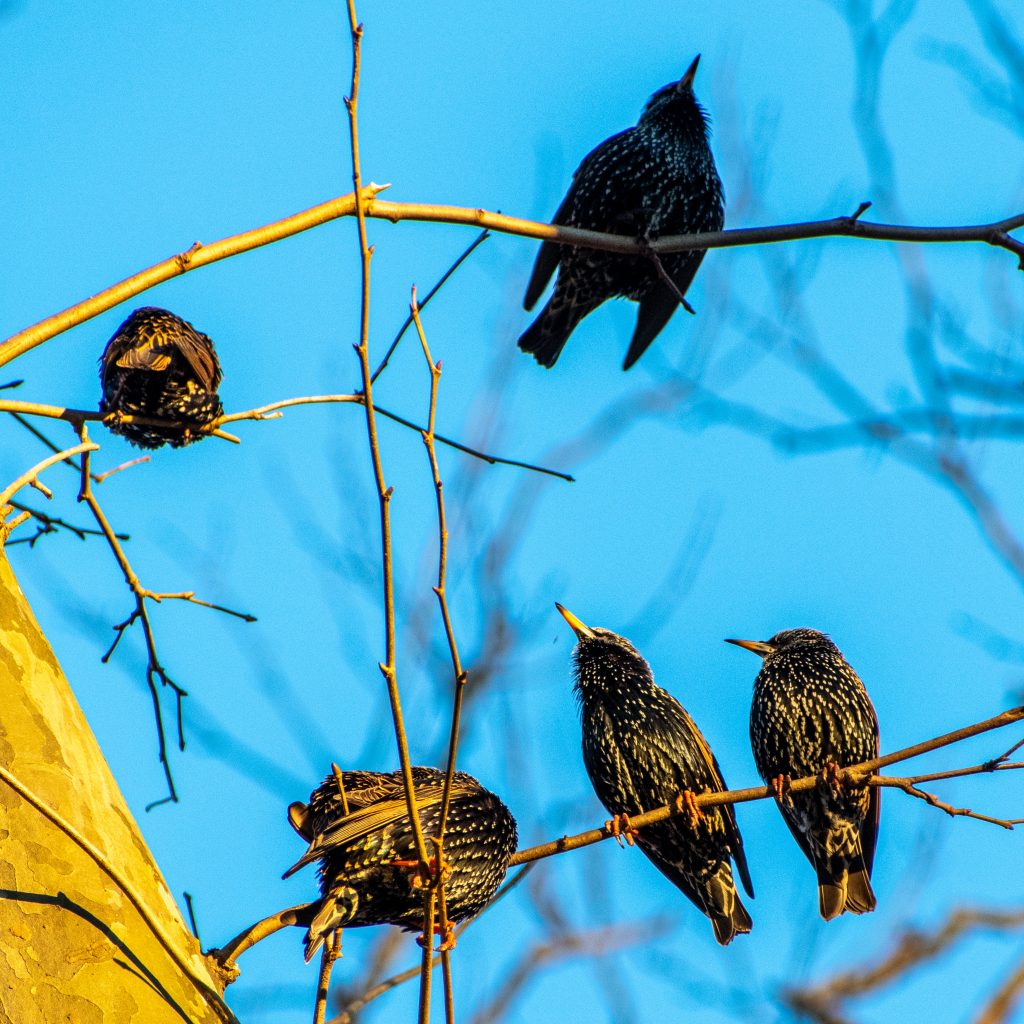European starlings, Prospect Park