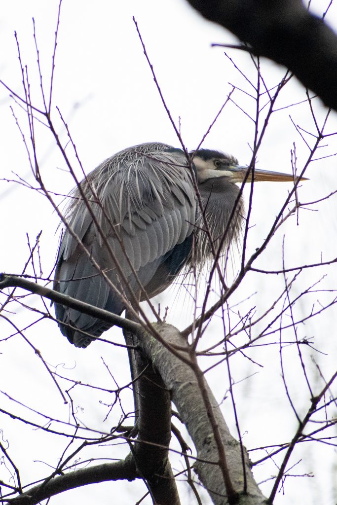 Great blue heron, Prospect Park