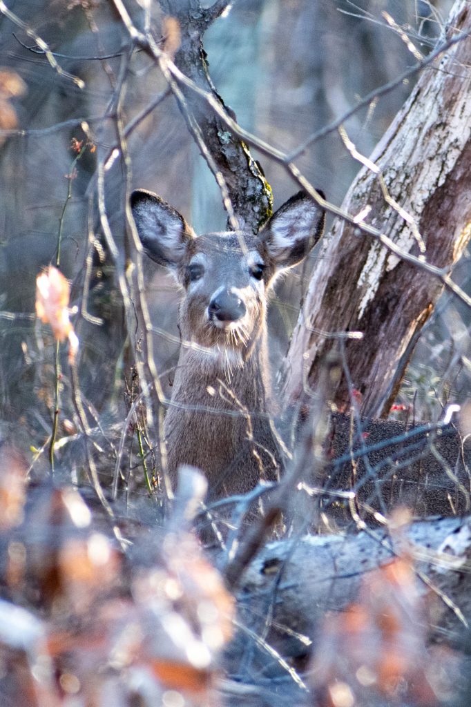 Deer, Rockefeller State Preserve
